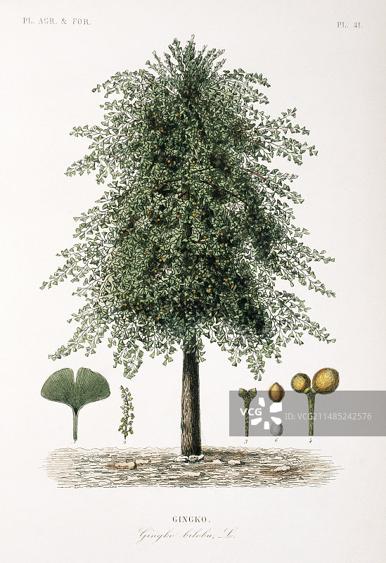 19世纪的银杏树图片素材