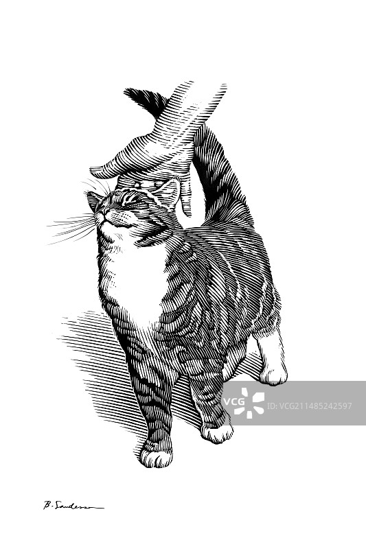 抚摸猫的头，艺术作品图片素材