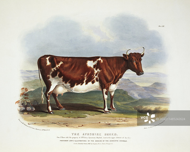 19世纪的艾尔郡牛图片素材