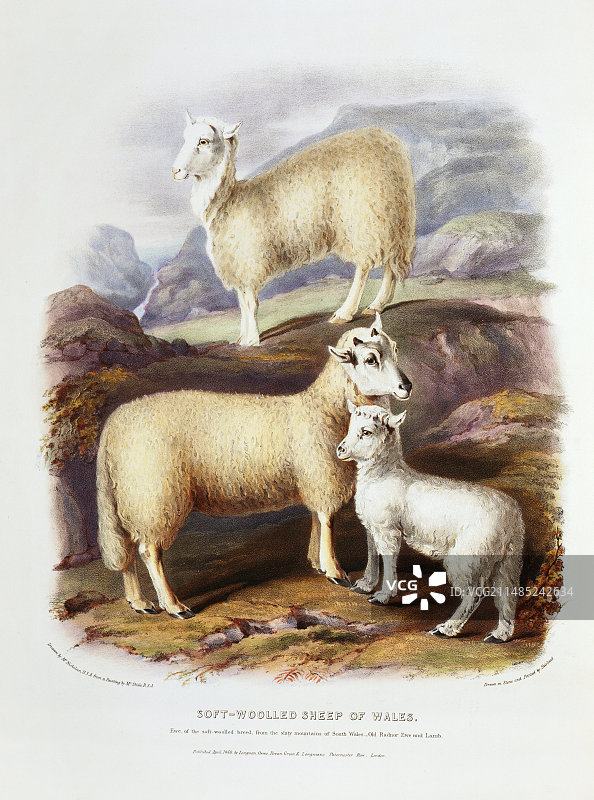 19世纪的威尔士软羊毛绵羊图片素材