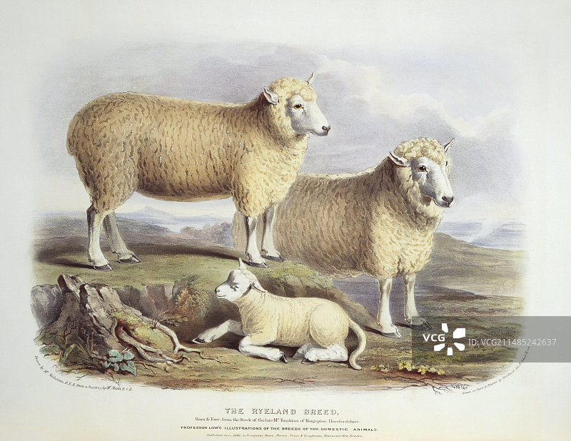 19世纪的雷兰绵羊图片素材