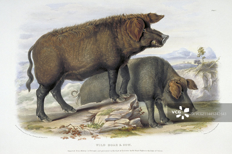 19世纪的野猪艺术品图片素材