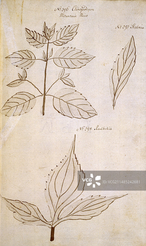 18世纪的植物叶子图片素材