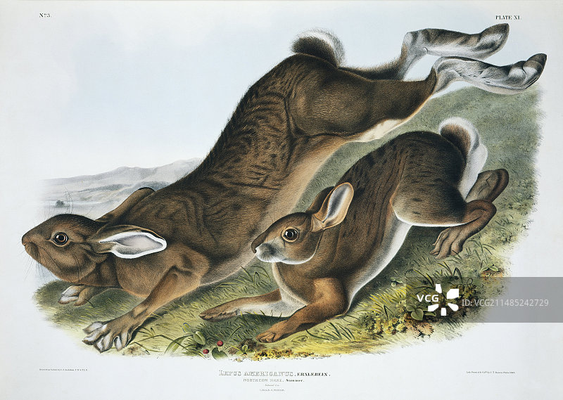 19世纪的雪兔图片素材