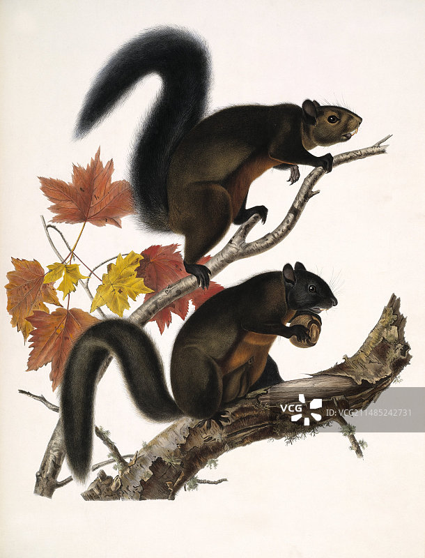 19世纪的美国松鼠图片素材