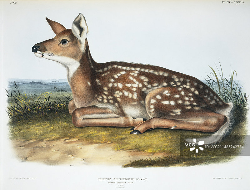 白尾鹿幼鹿艺术作品图片素材