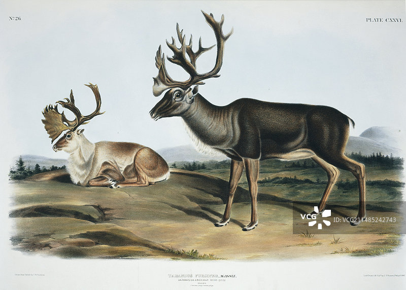 19世纪雄性驯鹿艺术作品图片素材