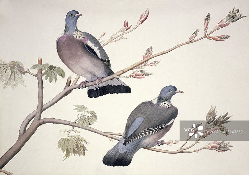 普通林鸽艺术作品图片素材