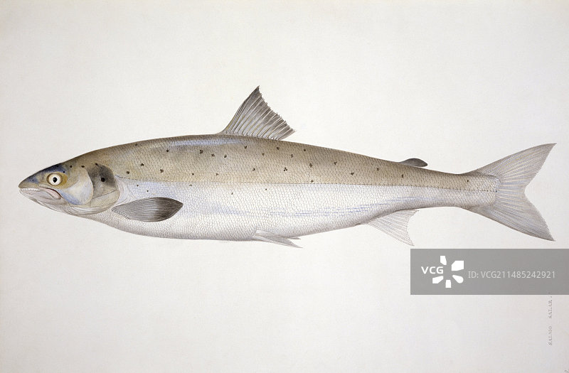大西洋鲑鱼19世纪画作图片素材