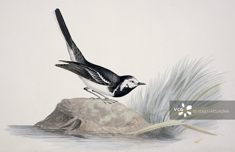 19世纪的白鹡鸰图片素材