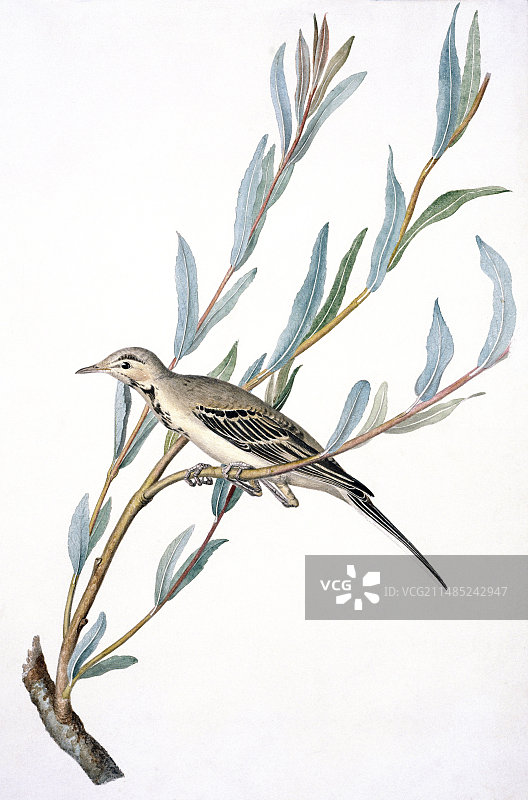 19世纪的白鹡鸰图片素材