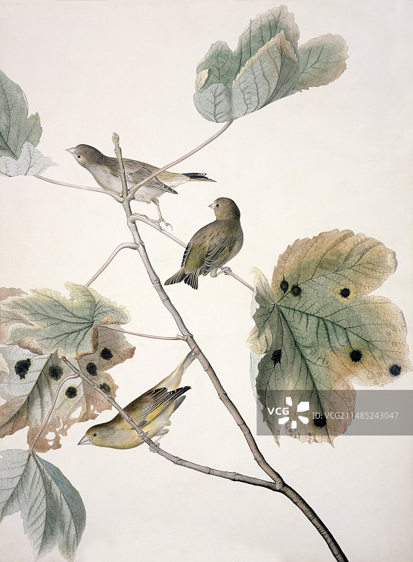 19世纪的欧洲金翅雀图片素材