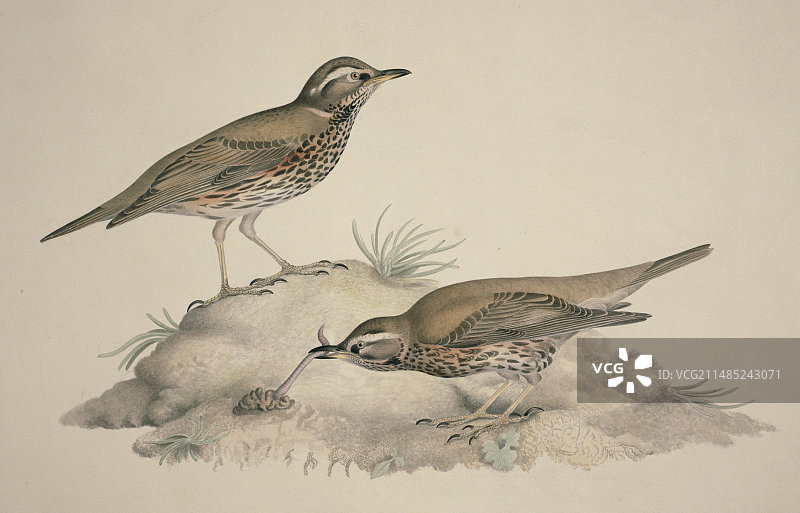 19世纪的红翼鸟艺术品图片素材