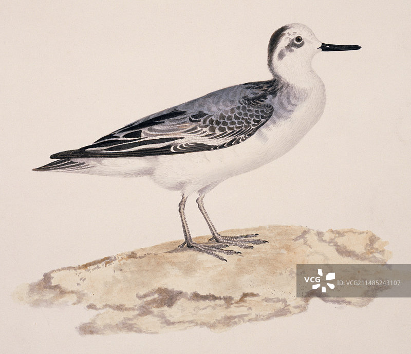 19世纪的灰色瓣足鹬图片素材