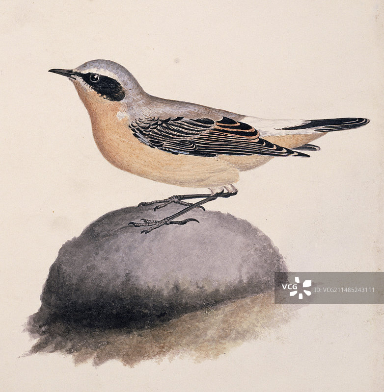 19世纪的北鹟图片素材