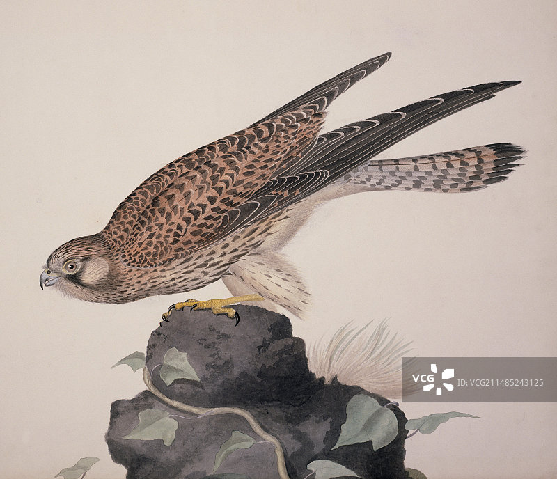 19世纪的普通红隼图片素材