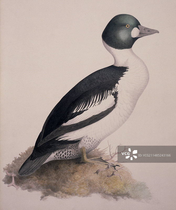 19世纪的普通金眼鸭图片素材