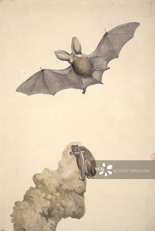 棕色长耳蝙蝠艺术作品图片素材