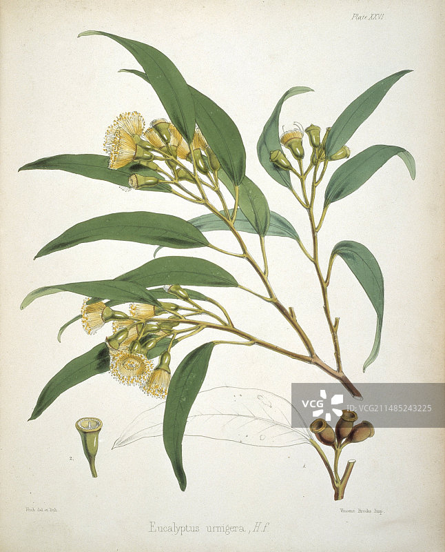 19世纪的桉树植物图片素材