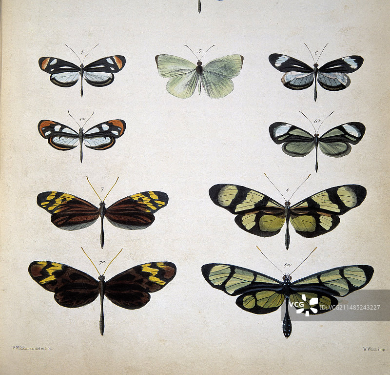 蝴蝶的拟态示例图片素材