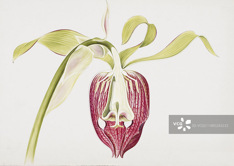 20世纪的眼镜蛇瓶子草花朵图片素材