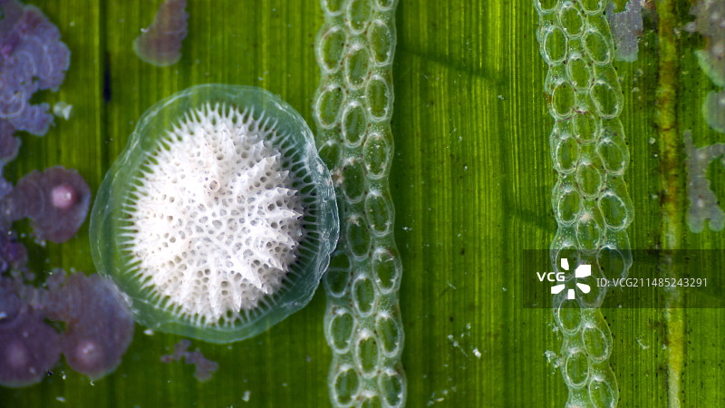海王星草上的苔藓虫图片素材