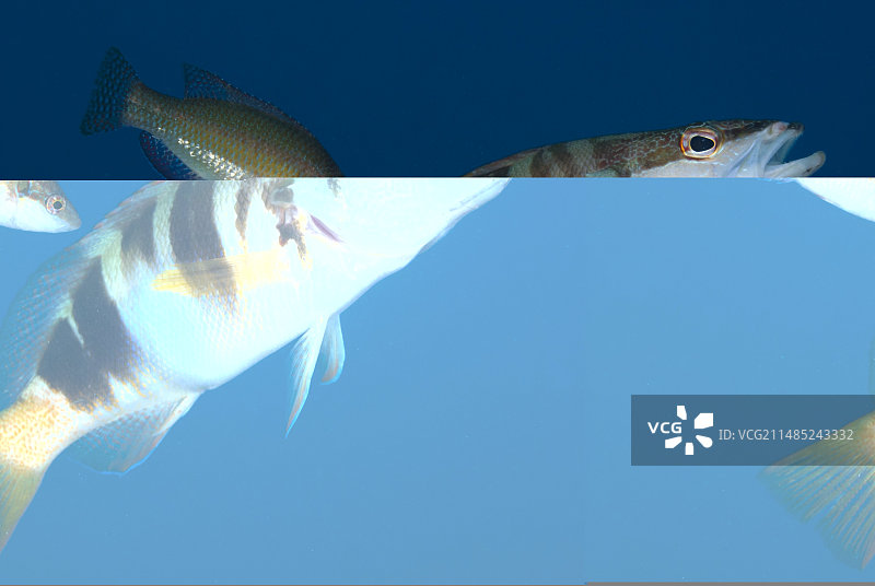 彩绘隆头鱼和清洁鱼图片素材