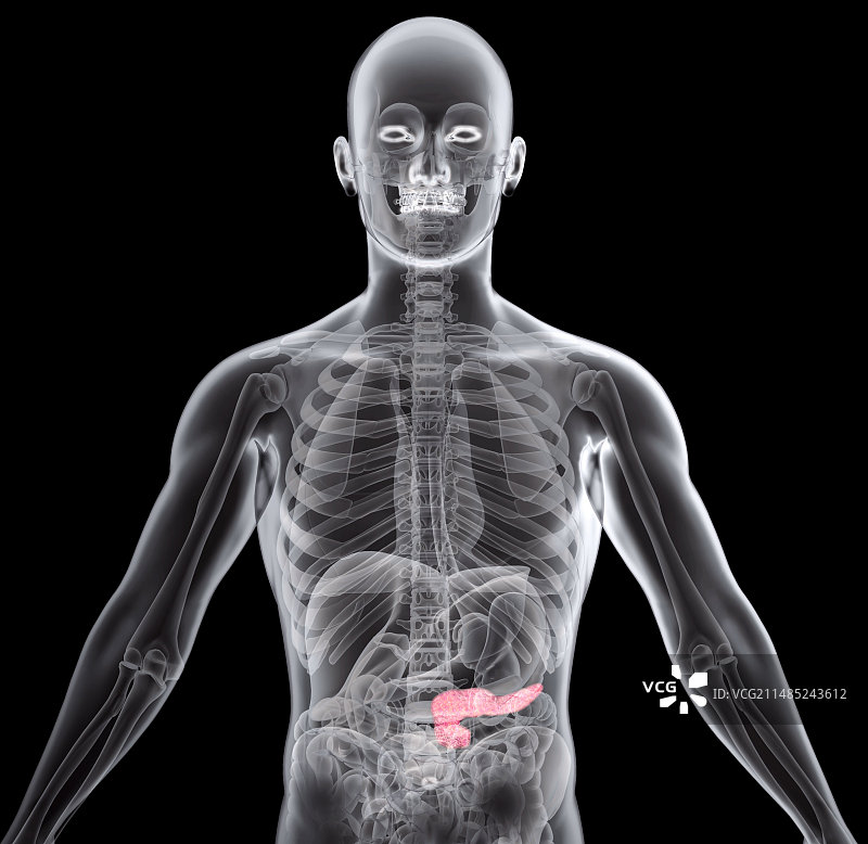 人体胰腺X光片图片素材