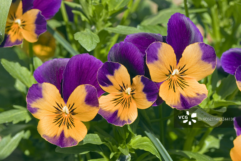 维奥拉·维特罗基亚纳小丑系列图片素材