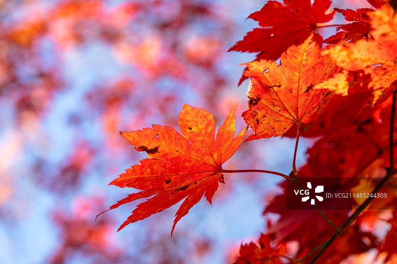 本溪大石湖风景区秋天的红叶图片素材