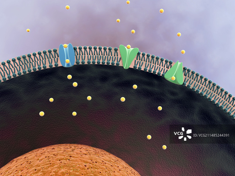 细胞膜图片素材