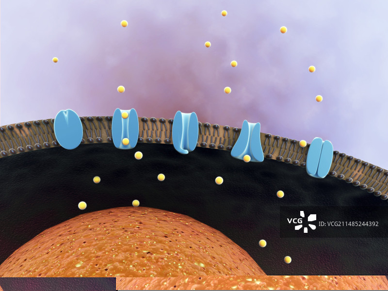 细胞膜图片素材