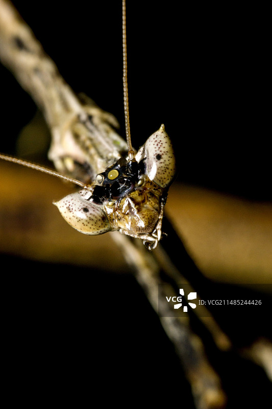 竹节螳螂，婆罗洲图片素材