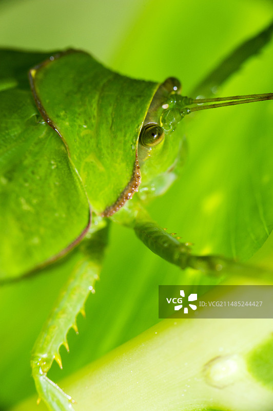 灌木蟋蟀图片素材