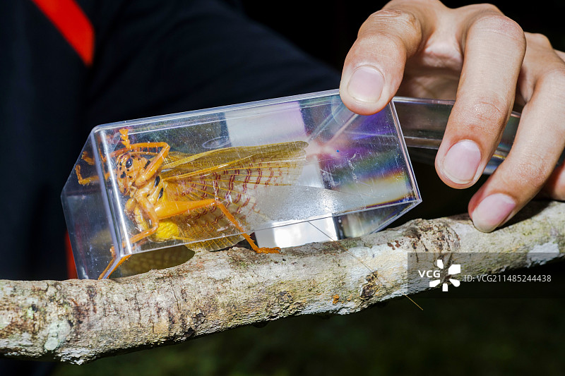 被困的灌木蟋蟀图片素材