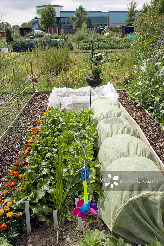 分配花园的伴生植物种植图片素材