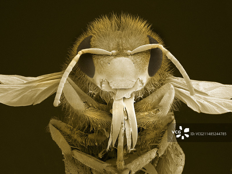 蜜蜂头部扫描电镜图图片素材