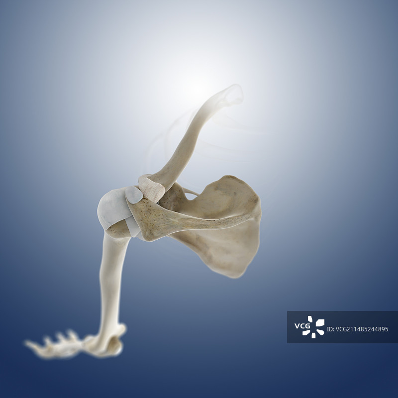肩关节艺术图图片素材