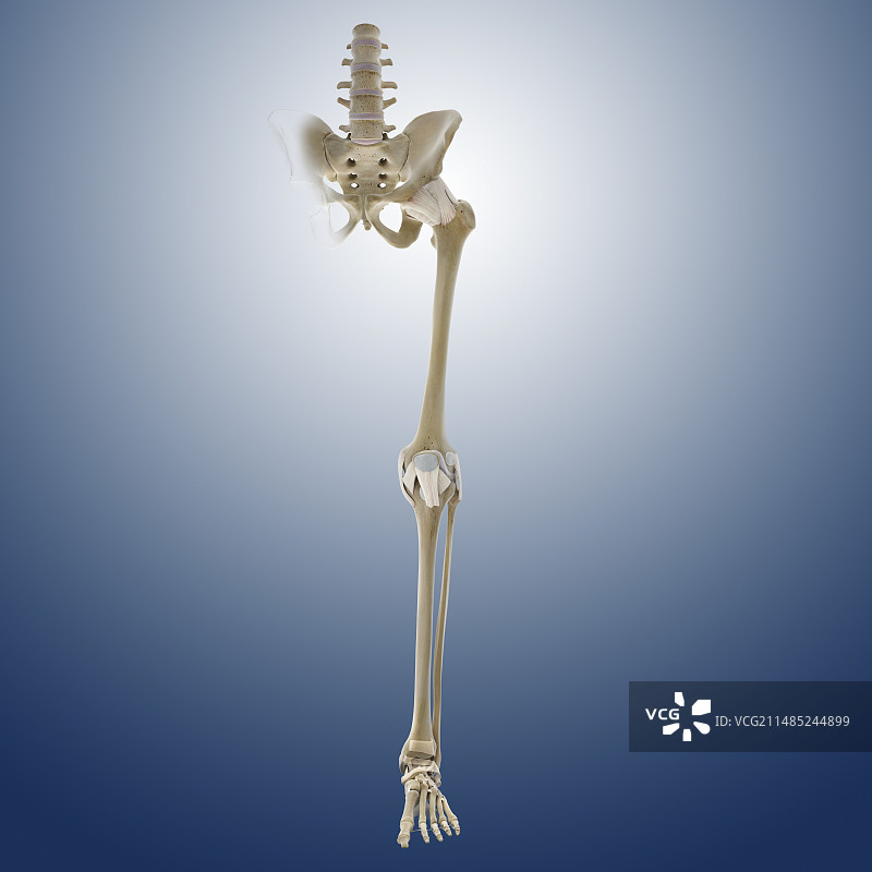 腿部韧带结构图图片素材