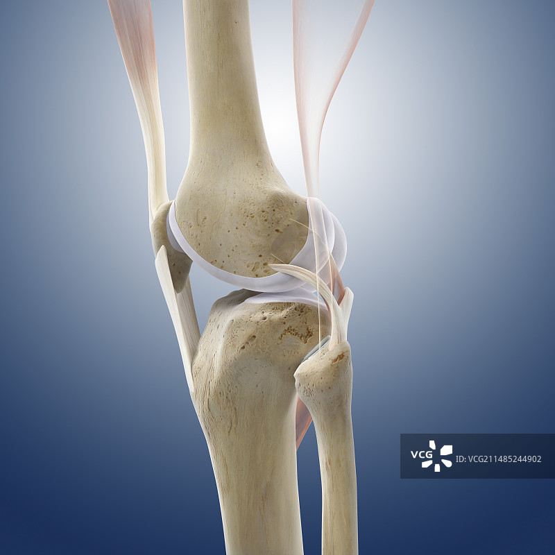 膝盖韧带图片素材