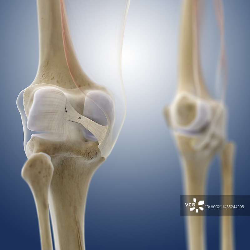 膝盖韧带图片素材
