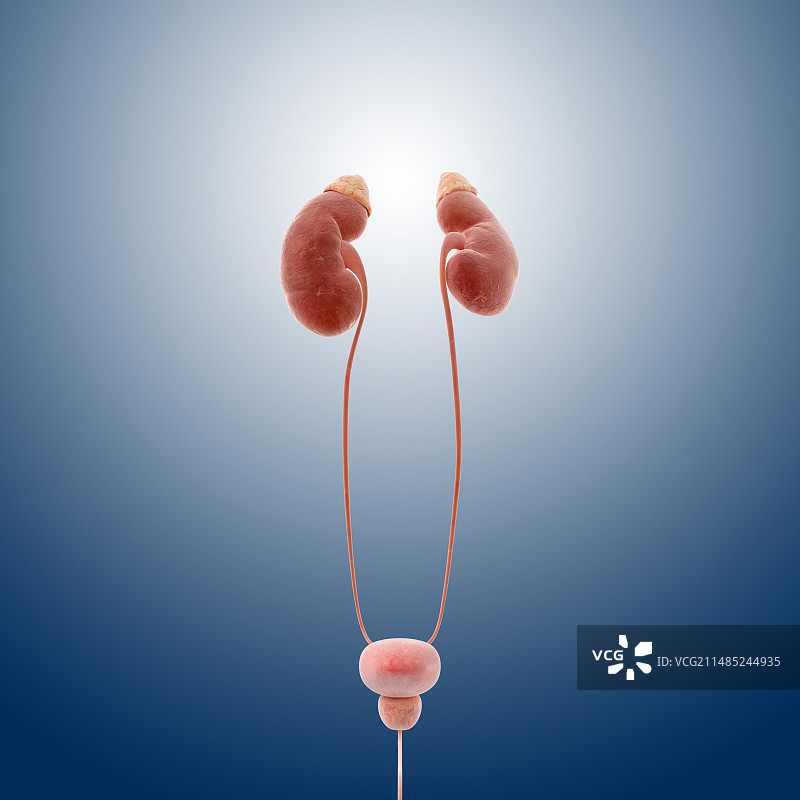 泌尿系统图片素材