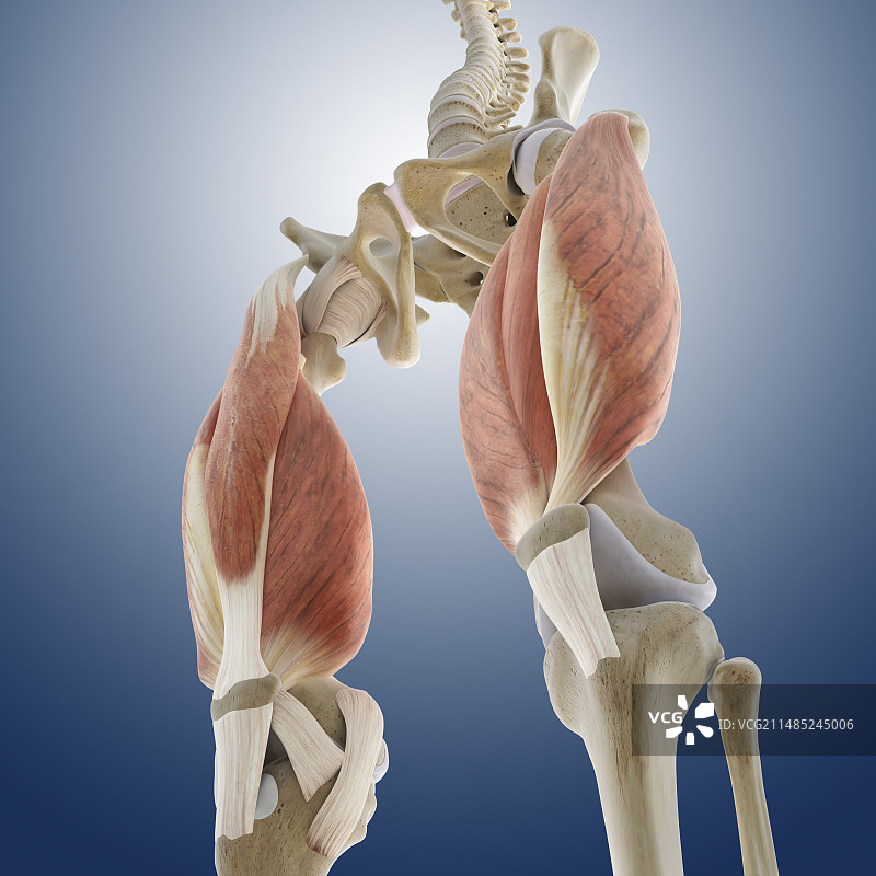 大腿肌肉艺术作品图片素材