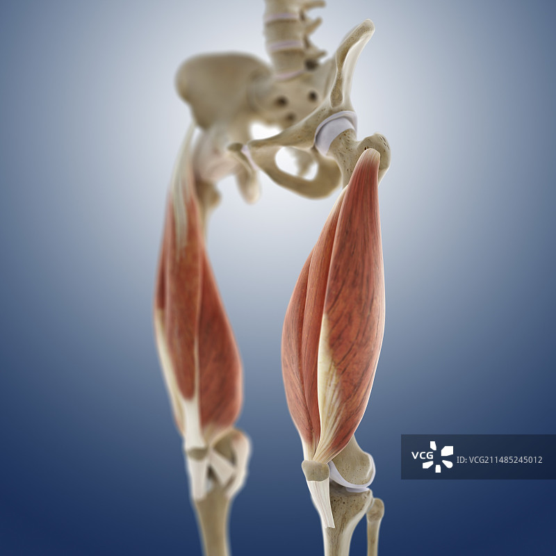 大腿肌肉艺术作品图片素材