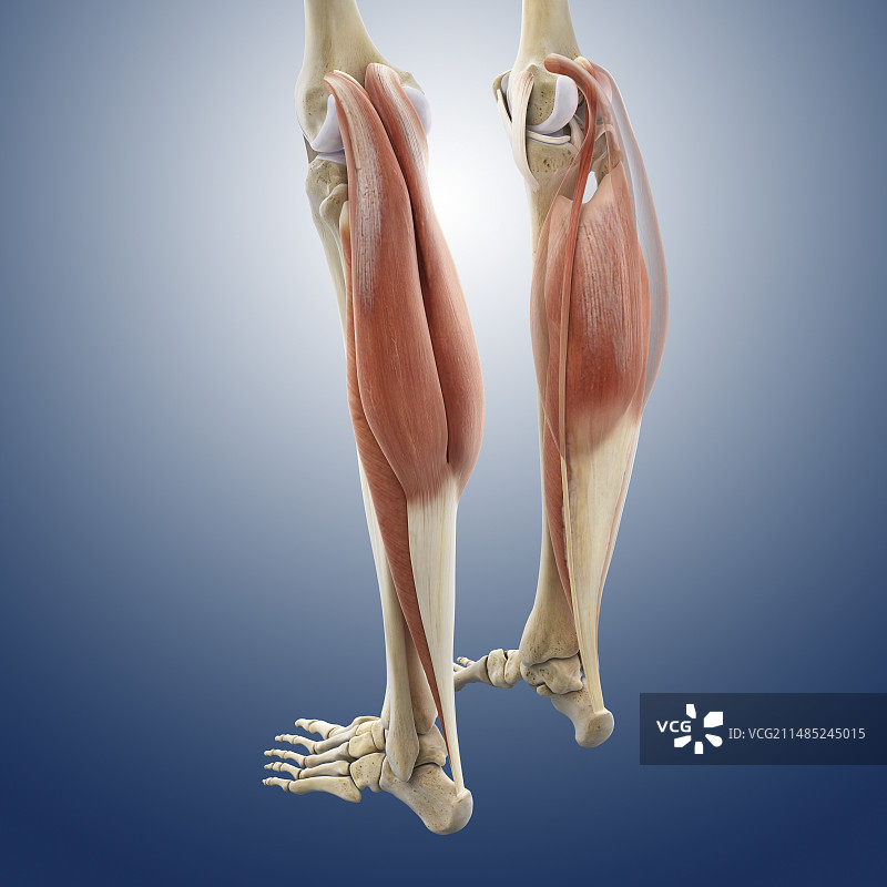小腿肌肉艺术作品图片素材