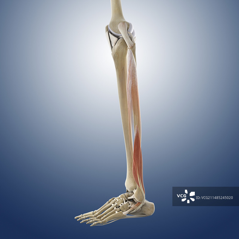小腿肌肉艺术作品图片素材