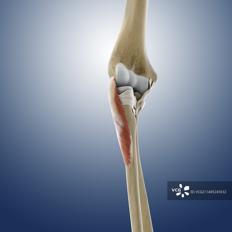 肘部肌肉图图片素材