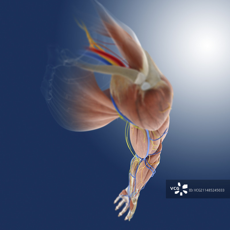 手臂解剖结构艺术图图片素材