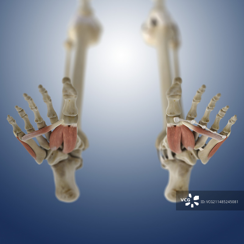 足部肌肉艺术作品图片素材