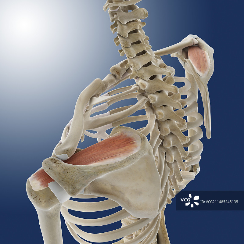 肩部肌肉图片素材
